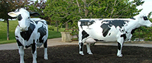 cow sculptures in woodstock ontario