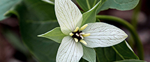 trillium